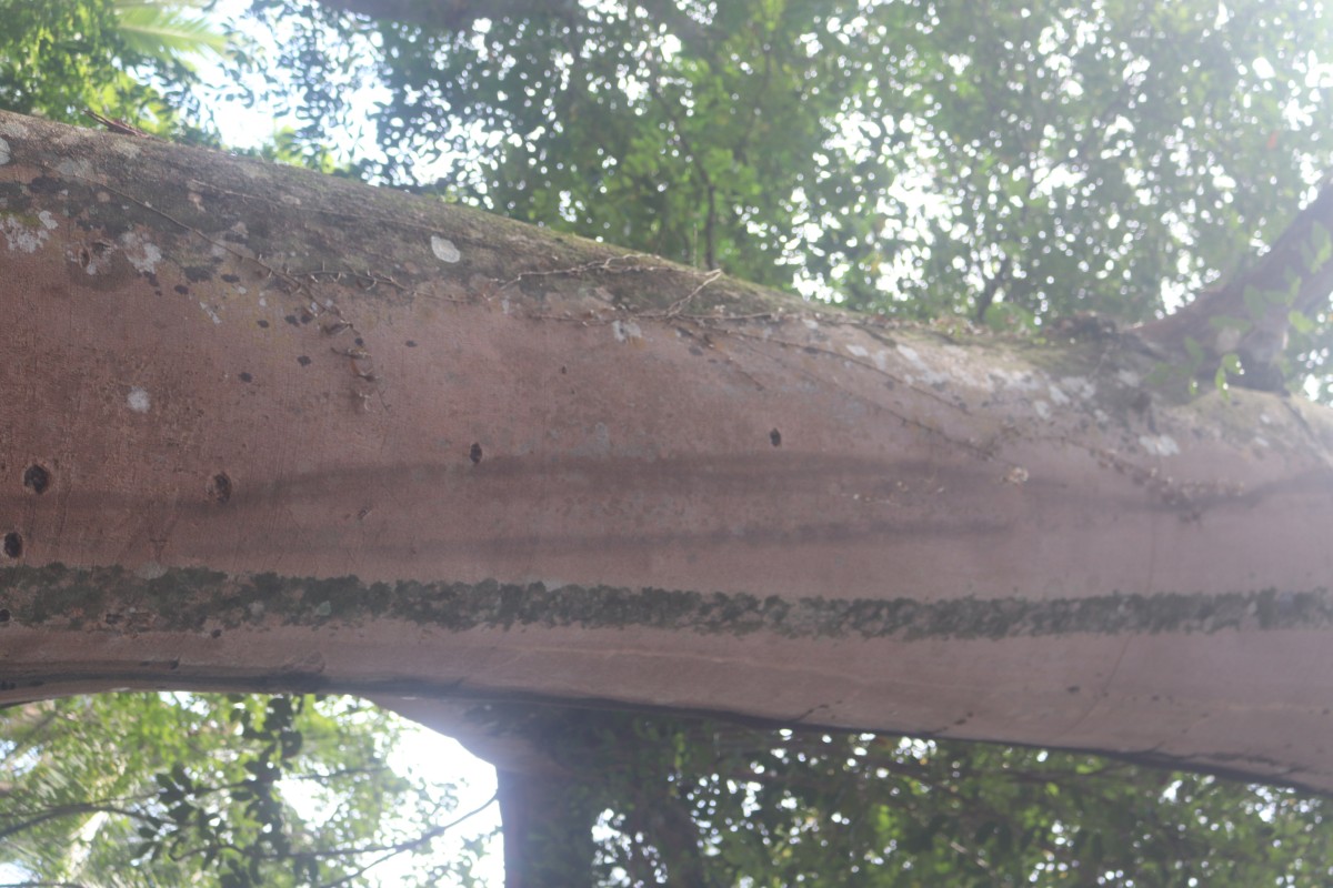 Hymenaea verrucosa Gaertn.